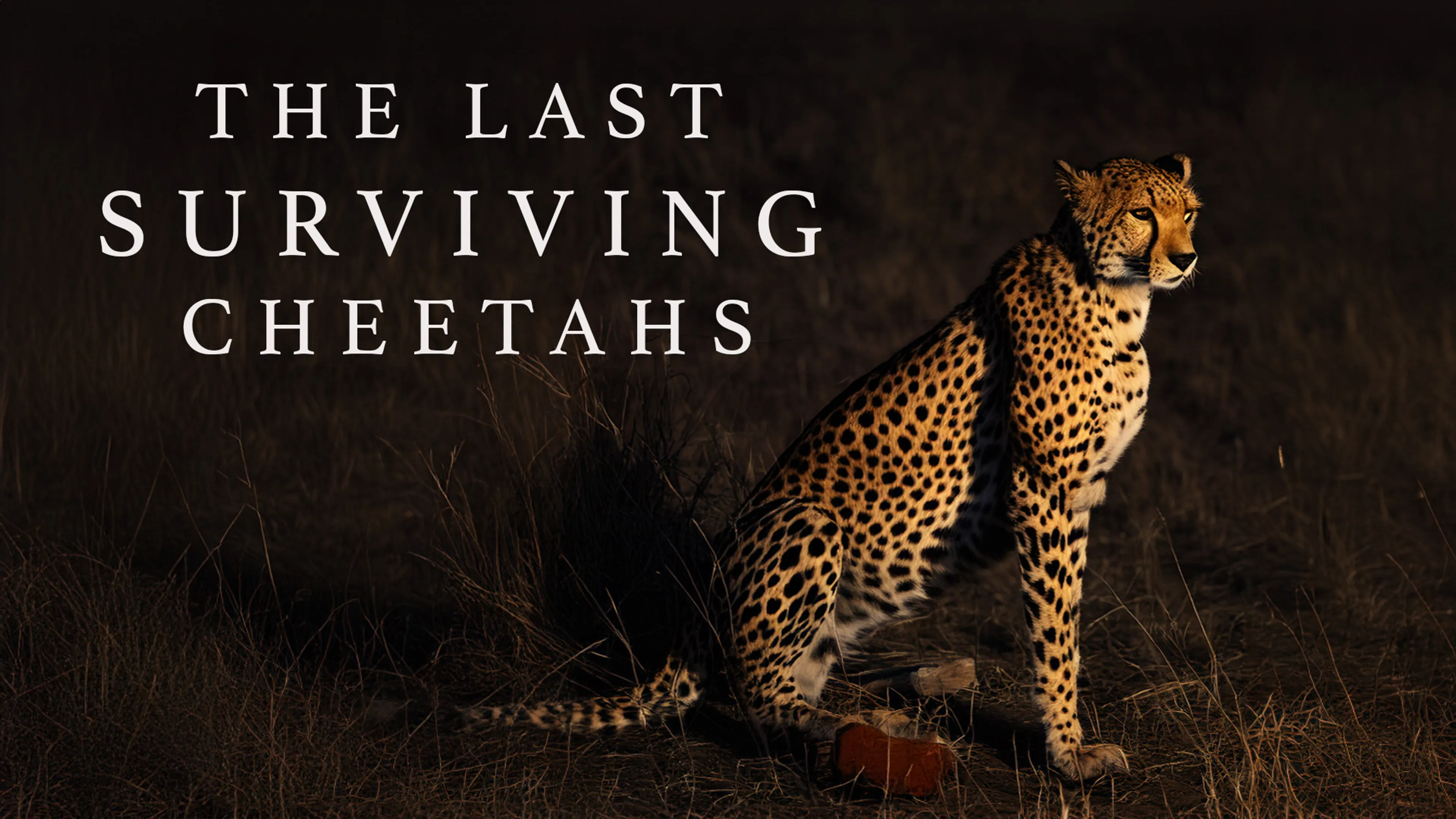The Last Surviving Cheetahs poster